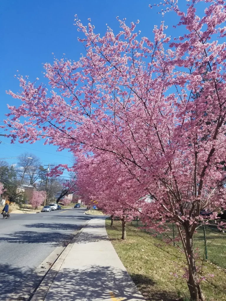 Spring Community Walk